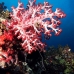 coral_soft_ni_v_0705_png1605.jpg